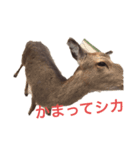 シカシカスタンプ（個別スタンプ：7）