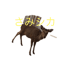 シカシカスタンプ（個別スタンプ：8）