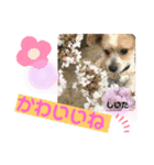 マルパピ（個別スタンプ：1）
