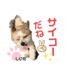 マルパピ（個別スタンプ：4）