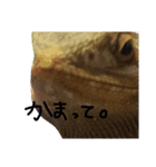 すももととかっち（個別スタンプ：6）