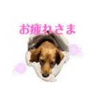 ミニチュアダックスリオンのスタンプ4（個別スタンプ：2）