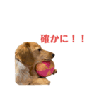 ミニチュアダックスリオンのスタンプ4（個別スタンプ：3）