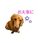 ミニチュアダックスリオンのスタンプ4（個別スタンプ：8）