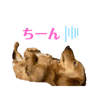 ミニチュアダックスリオンのスタンプ4（個別スタンプ：9）