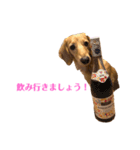 ミニチュアダックスリオンのスタンプ4（個別スタンプ：12）