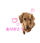 ミニチュアダックスリオンのスタンプ4（個別スタンプ：16）