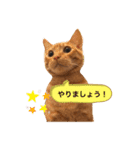 のうてんき日和だにゃ〜（個別スタンプ：2）