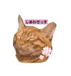 のうてんき日和だにゃ〜（個別スタンプ：3）