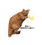 のうてんき日和だにゃ〜（個別スタンプ：4）