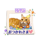 Ginger Tabby Cat Brothers 5（個別スタンプ：8）