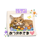 Ginger Tabby Cat Brothers 5（個別スタンプ：11）