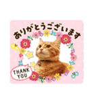 Ginger Tabby Cat Brothers 5（個別スタンプ：15）