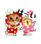 Ginger Tabby Cat Brothers 5（個別スタンプ：26）