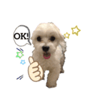 マルチーズ♪（個別スタンプ：1）