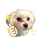 マルチーズ♪（個別スタンプ：2）