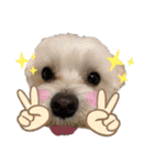 マルチーズ♪（個別スタンプ：4）