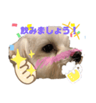 マルチーズ♪（個別スタンプ：5）