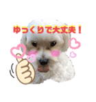 マルチーズ♪（個別スタンプ：6）