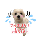 マルチーズ♪（個別スタンプ：9）