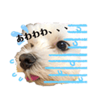マルチーズ♪（個別スタンプ：10）