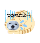 マルチーズ♪（個別スタンプ：12）