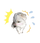 マルチーズ♪（個別スタンプ：15）