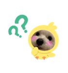 マルチーズ♪（個別スタンプ：18）