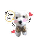 マルチーズ♪（個別スタンプ：20）