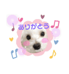 マルチーズ♪（個別スタンプ：21）