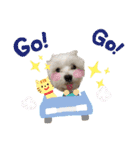 マルチーズ♪（個別スタンプ：25）