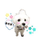 マルチーズ♪（個別スタンプ：27）