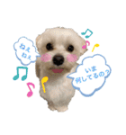 マルチーズ♪（個別スタンプ：29）