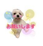 マルチーズ♪（個別スタンプ：30）