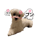 マルチーズ♪（個別スタンプ：31）