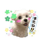 マルチーズ♪（個別スタンプ：34）