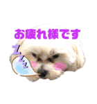 マルチーズ♪（個別スタンプ：36）