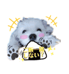 マルチーズ♪（個別スタンプ：37）