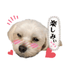 マルチーズ♪（個別スタンプ：38）