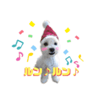 マルチーズ♪（個別スタンプ：39）
