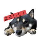 あずさんの日常（個別スタンプ：1）