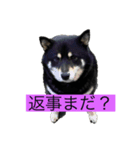 あずさんの日常（個別スタンプ：3）