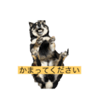 あずさんの日常（個別スタンプ：4）