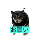 あずさんの日常（個別スタンプ：8）
