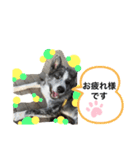 秋田犬だいちゃん1（個別スタンプ：1）