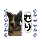 秋田犬だいちゃん1（個別スタンプ：2）