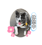 秋田犬だいちゃん1（個別スタンプ：3）