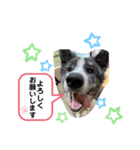秋田犬だいちゃん1（個別スタンプ：4）