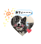 秋田犬だいちゃん1（個別スタンプ：5）
