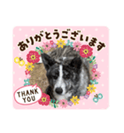 秋田犬だいちゃん1（個別スタンプ：8）